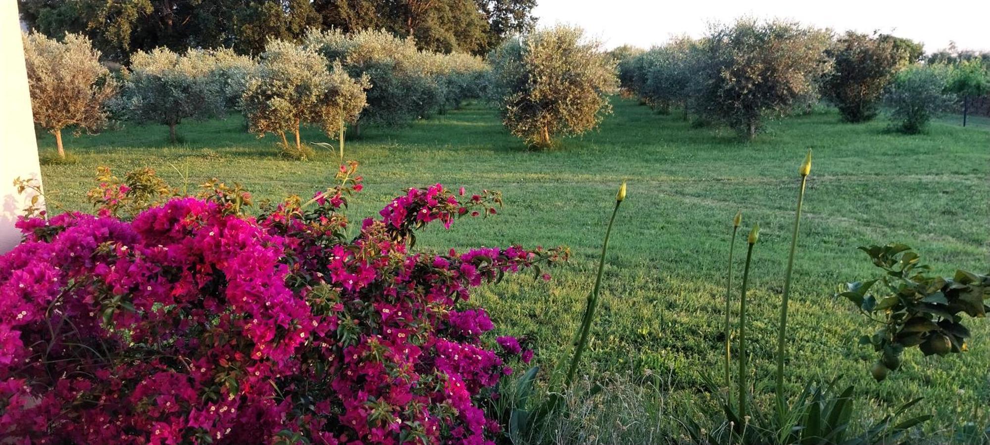 Vila Dubravka - Schoen Und Komfortabel Inmitten Von Olivenbaeumen Und Weinbergen Mit Whirlpool Valtura 外观 照片